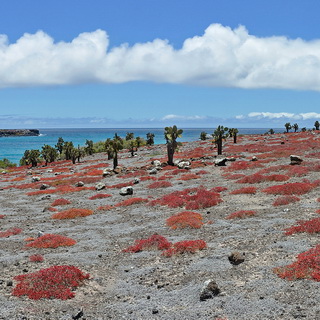 Galapagos - South Plaza